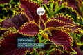 Felix Coleus Rooted Cutting | Colorful Foliage Starter Plant | Indoor & Outdoor Garden | Plectranthus scutellarioides
