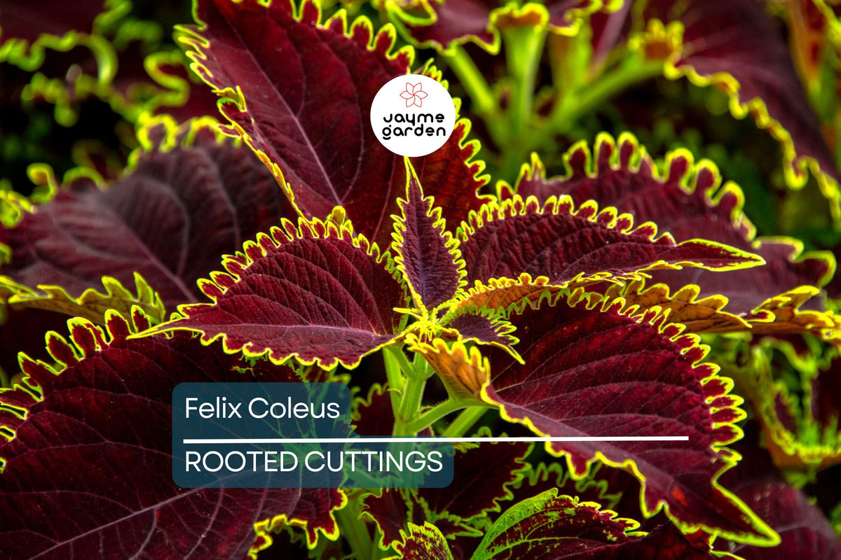 Felix Coleus Rooted Cutting | Colorful Foliage Starter Plant | Indoor & Outdoor Garden | Plectranthus scutellarioides