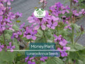 100 Money Plant Seeds Lunaria annua Violet Flowers Silver Seed Pods Dried Flower Arrangement Non-GMO