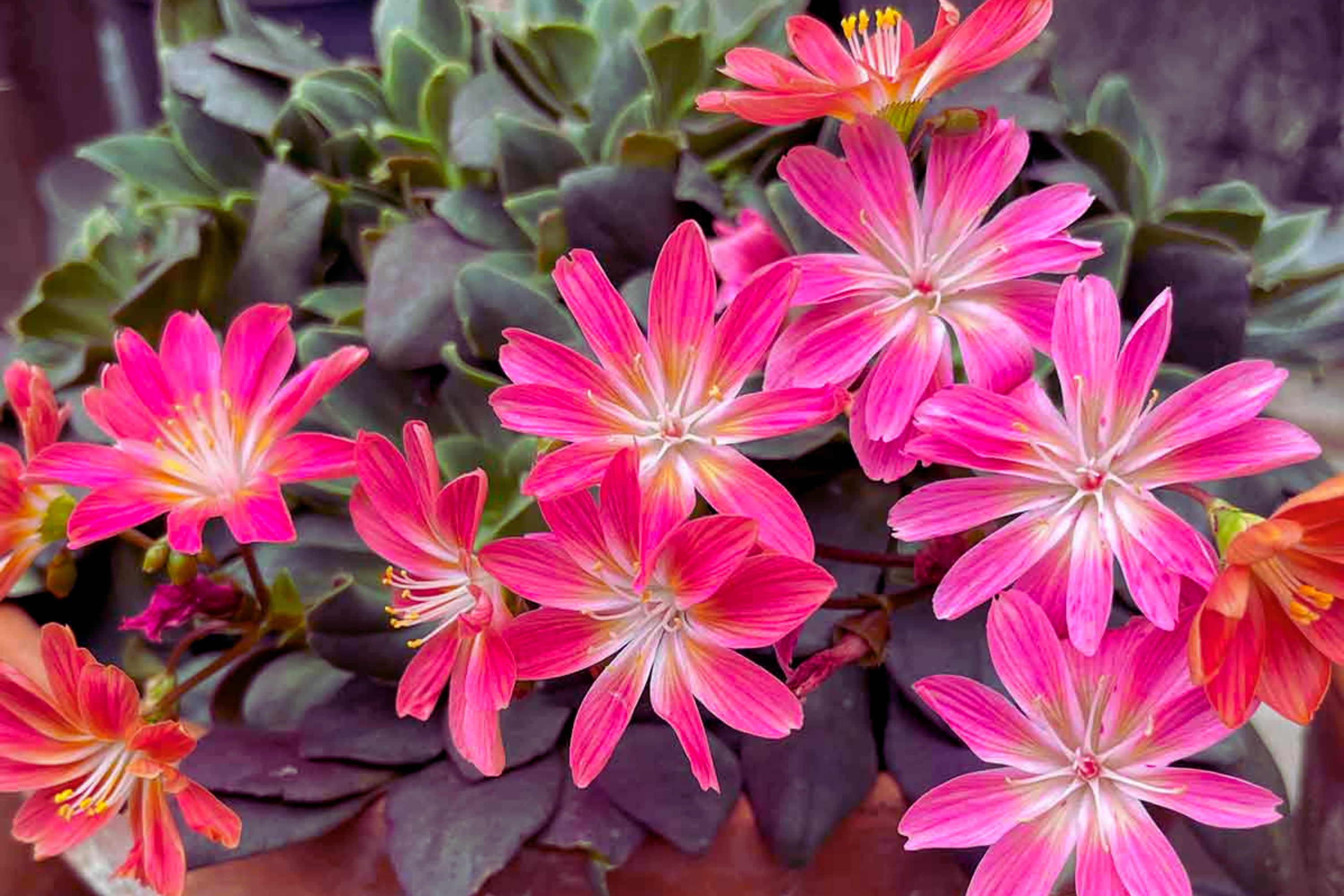 Lewisia Seeds - Sunset Strain - Lewisia cotyledon - Flower Seeds for Garden Planting, Rock Garden, Container, Drought Tolerant
