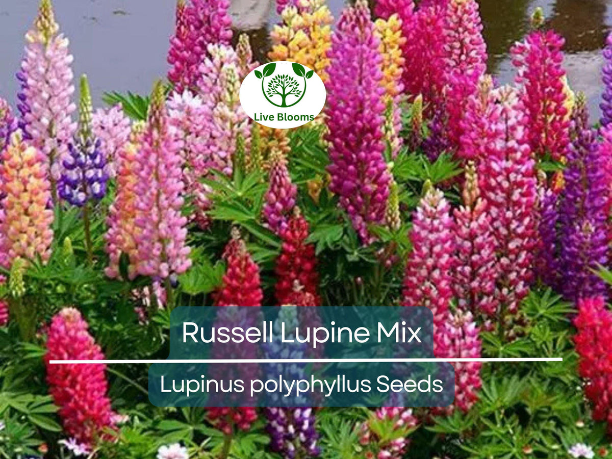 Russell Lupine Seeds Mixed Colors – Perennial Flower Seeds for Pollinators, Non-GMO, Easy to Grow, Vibrant Blooms, Lupinus polyphyllus