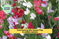 50+ Everlasting Mix Sweet Pea Seeds – Perennial Blooming Vines for Garden Planting, Colorful Climbing Flowers for Fences – USA