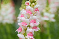 Appleblossom Snapdragon Seeds – Heirloom Non-GMO, Fragrant Pastel Blooms, Pollinator Magnet, Tall Annual for Borders & Containers