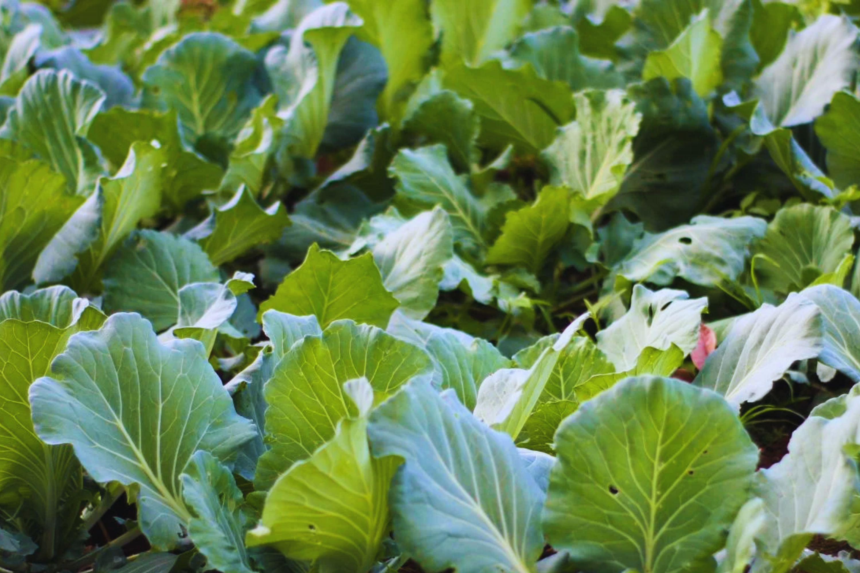 Gai Lan Seeds, Big Stem Chinese Broccoli, Brassica oleracea var. alboglabra, Leafy Greens for Stir-Fry