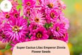 100+ Super Cactus Lilac Emperor Zinnia Seeds – Large Frilled Lilac Purple Flowers, Zinnia elegans, Annual Garden & Cut Flower Seeds