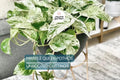 Marble Queen Pothos Cutting – Variegated Epipremnum Aureum Houseplant, Indoor Propagation, Easy Care, Fresh USA Seller