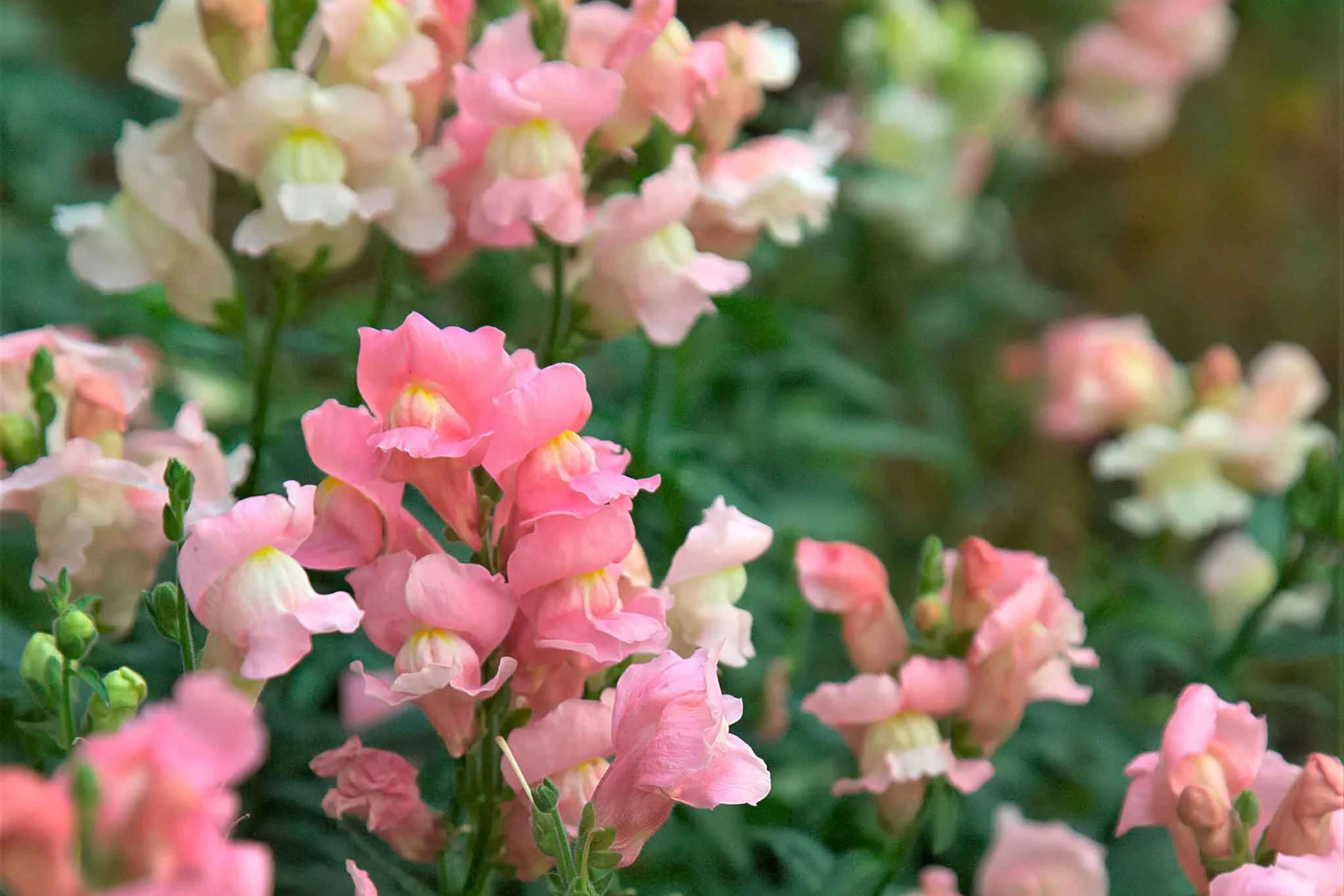 Twinny Appleblossom Snapdragon Seeds - 1000+ Antirrhinum majus Garden Seeds for Borders & Containers, Pink & White, USA Grown