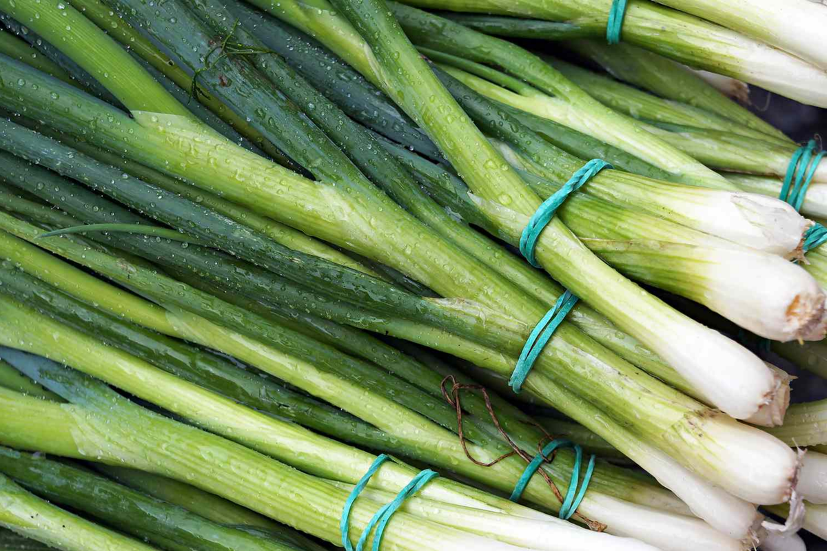 Green Onion Seeds, Bunching Onion, White Lisbon Variety, Allium Fistulosum, Edible Herb, Garden or Container Planting
