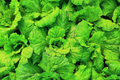 Prizehead Leaf Lettuce Seeds - Non-GMO, Loose-Leaf, Lactuca sativa, Fresh Green & Red Leafy Greens, Garden & Container Plant