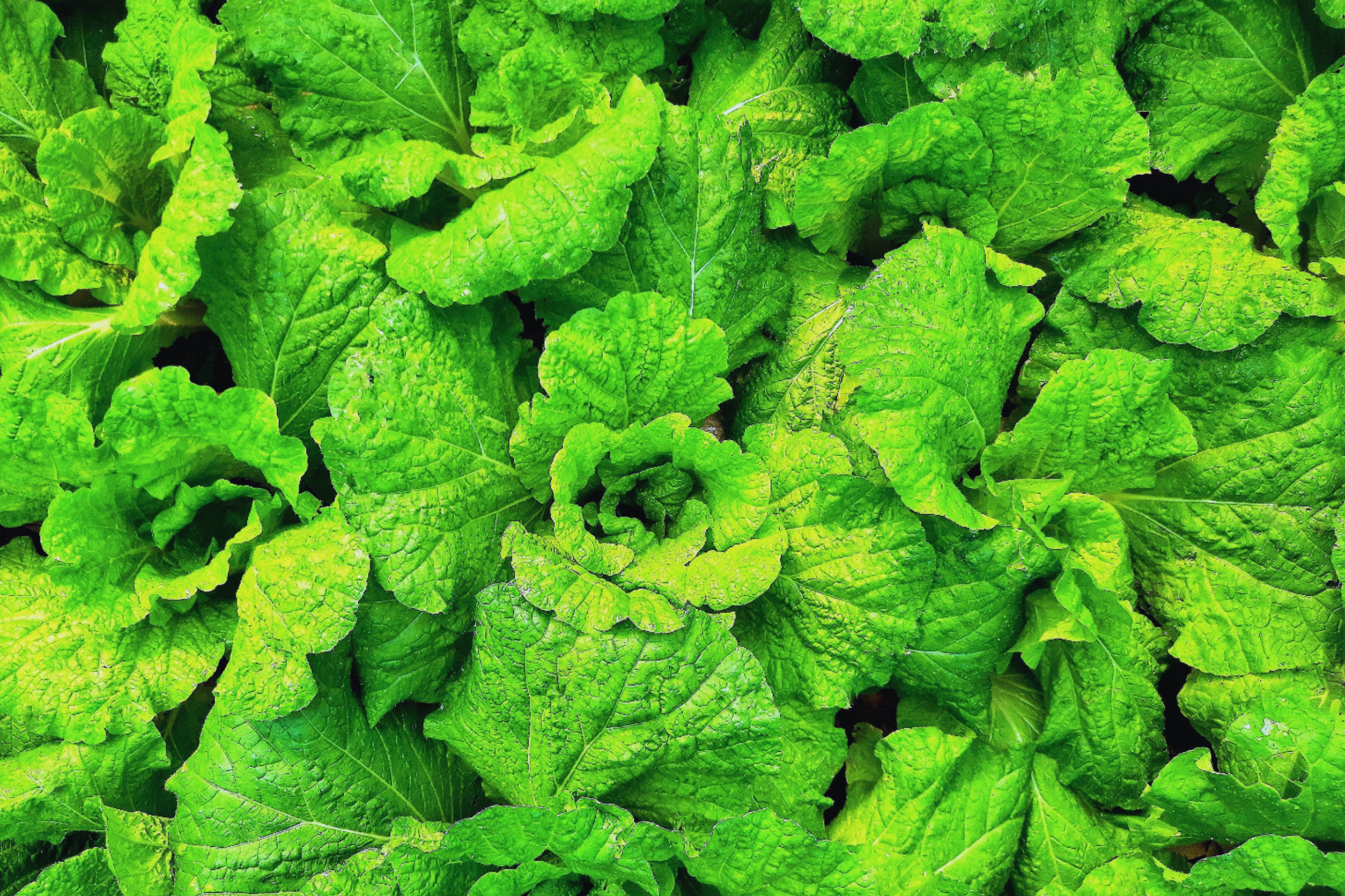 Prizehead Leaf Lettuce Seeds - Non-GMO, Loose-Leaf, Lactuca sativa, Fresh Green & Red Leafy Greens, Garden & Container Plant