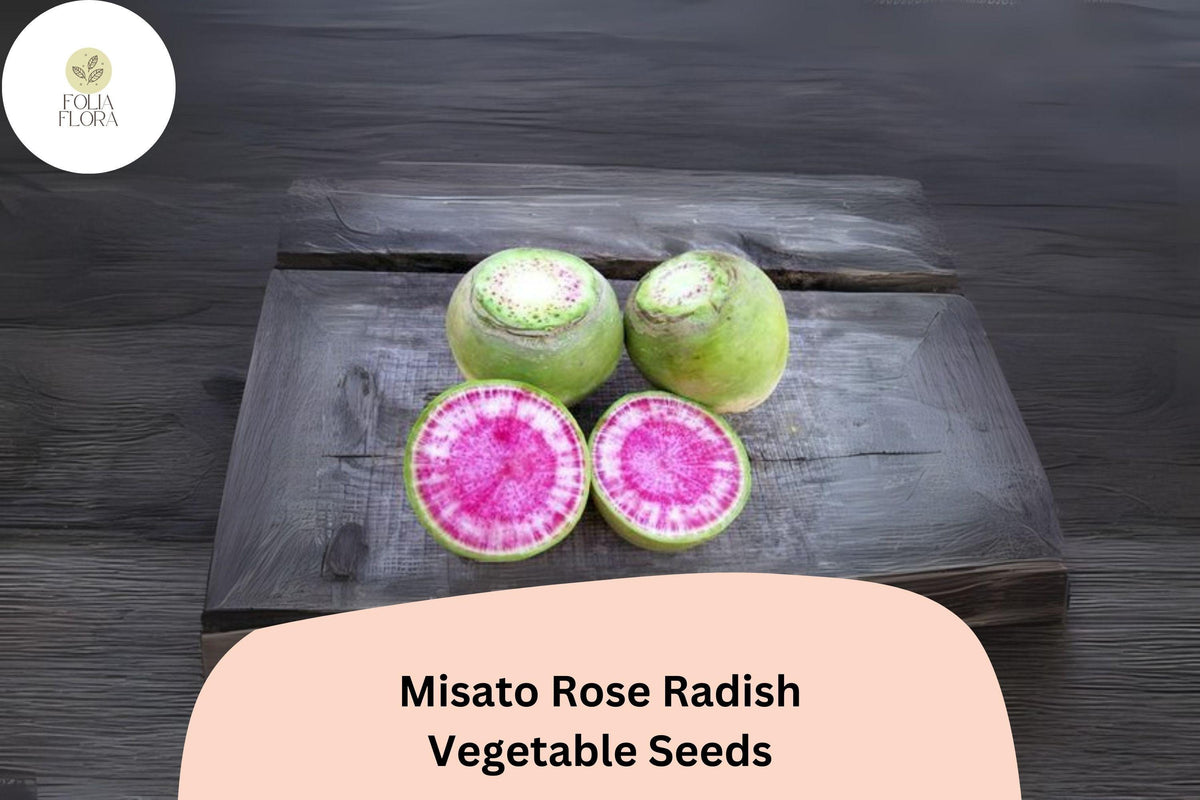 Misato Rose Radish Seeds – Heirloom Edible Roots for Salad & Pickling, Raphanus sativus, Pink-Red, Fast-Growing, Non-GMO, 500+ Seeds