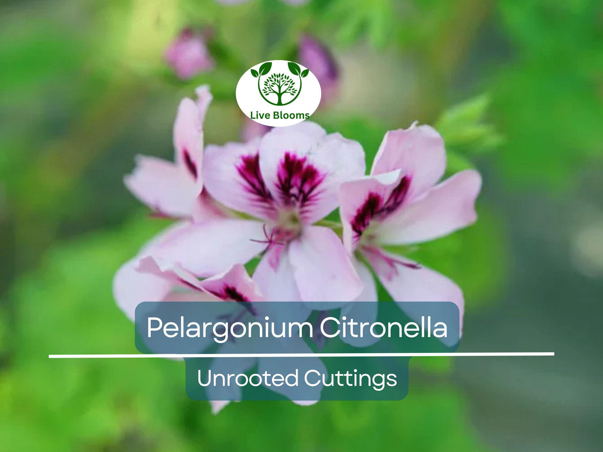 Pelargonium Citronella Unrooted Cuttings – Lemon Scented Geranium with Pink Flowers, 3"-5" | Natural Mosquito Repellent