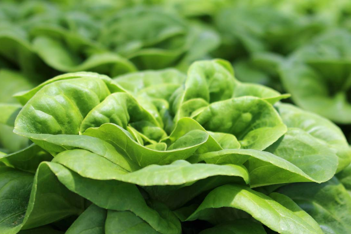 Buttercrunch Butterhead Lettuce Seeds – Early Green, Compact Growth, Lactuca sativa, Salad Greens, Organic Seeds