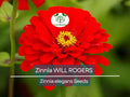 200 Seeds Zinnia WILL ROGERS Hummingbird Red Non-GMO Pollinator-Friendly Zinnia elegans
