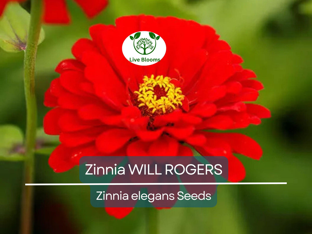 200 Seeds Zinnia WILL ROGERS Hummingbird Red Non-GMO Pollinator-Friendly Zinnia elegans