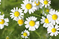 Roman Chamomile Seeds - Heirloom Non-GMO, Fragrant Groundcover, Herbal Tea Plant, Anthemis nobilis