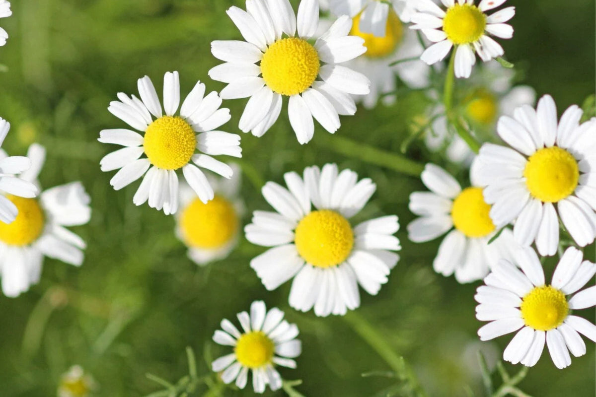 Roman Chamomile Seeds - Heirloom Non-GMO, Fragrant Groundcover, Herbal Tea Plant, Anthemis nobilis