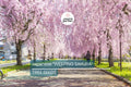 Japanese Weeping Sakura Cherry Tree Seeds – Prunus pendula, Pink Spring Blooms, Cold Hardy, Ornamental Garden Tree, Bonsai Suitable