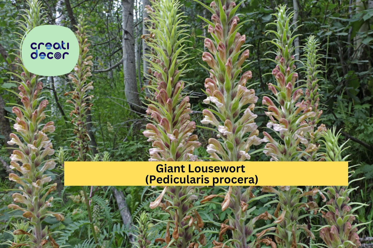 Giant Lousewort Seeds – Pedicularis procera – Native Wildflower, Pollinator-Friendly, Moist Soil Perennial, Pink to Purple Flowers, 100 Seeds