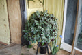 Tradescantia Zebrina Violet Hill Cuttings - Trailing Houseplant, Purple & Silver Foliage, Indoor Plant, Wandering Jew, Perennial