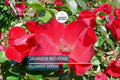 20 Japanese Red Rugosa Rose Seeds – Hardy, Fragrant, Edible Hips, Zone 3-10, Drought Tolerant, Bush, Rosa rugosa "Rubra"
