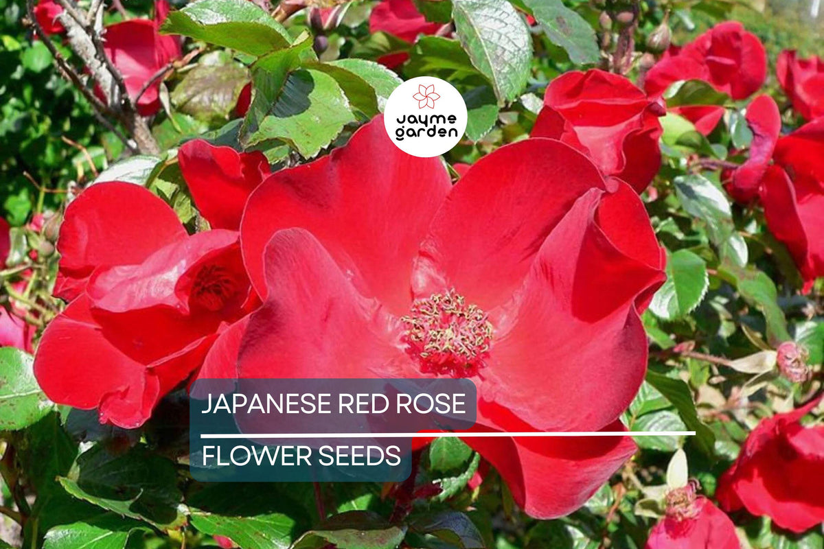 20 Japanese Red Rugosa Rose Seeds – Hardy, Fragrant, Edible Hips, Zone 3-10, Drought Tolerant, Bush, Rosa rugosa "Rubra"