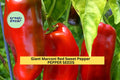 3pcs Giant Marconi Red Sweet Pepper Seeds – Large, Sweet, Tapered Capsicum annuum for Roasting, Frying & Home Gardens