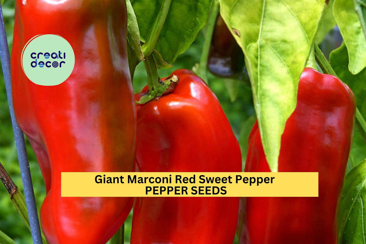 3pcs Giant Marconi Red Sweet Pepper Seeds – Large, Sweet, Tapered Capsicum annuum for Roasting, Frying & Home Gardens