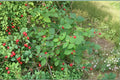 Prunus tomentosa Nanking Cherry Seeds – Hardy Fruit Shrub with Early Spring Blooms & Bright Red Cherries, Edible & Ornamental Plant