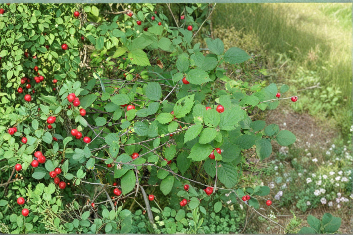 Prunus tomentosa Nanking Cherry Seeds – Hardy Fruit Shrub with Early Spring Blooms & Bright Red Cherries, Edible & Ornamental Plant
