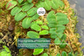 Marcgravia aff. coriacea Starter Plant – 10-Leaf Cutting for Terrariums, Fast-Rooting, High Humidity Indoor Plant