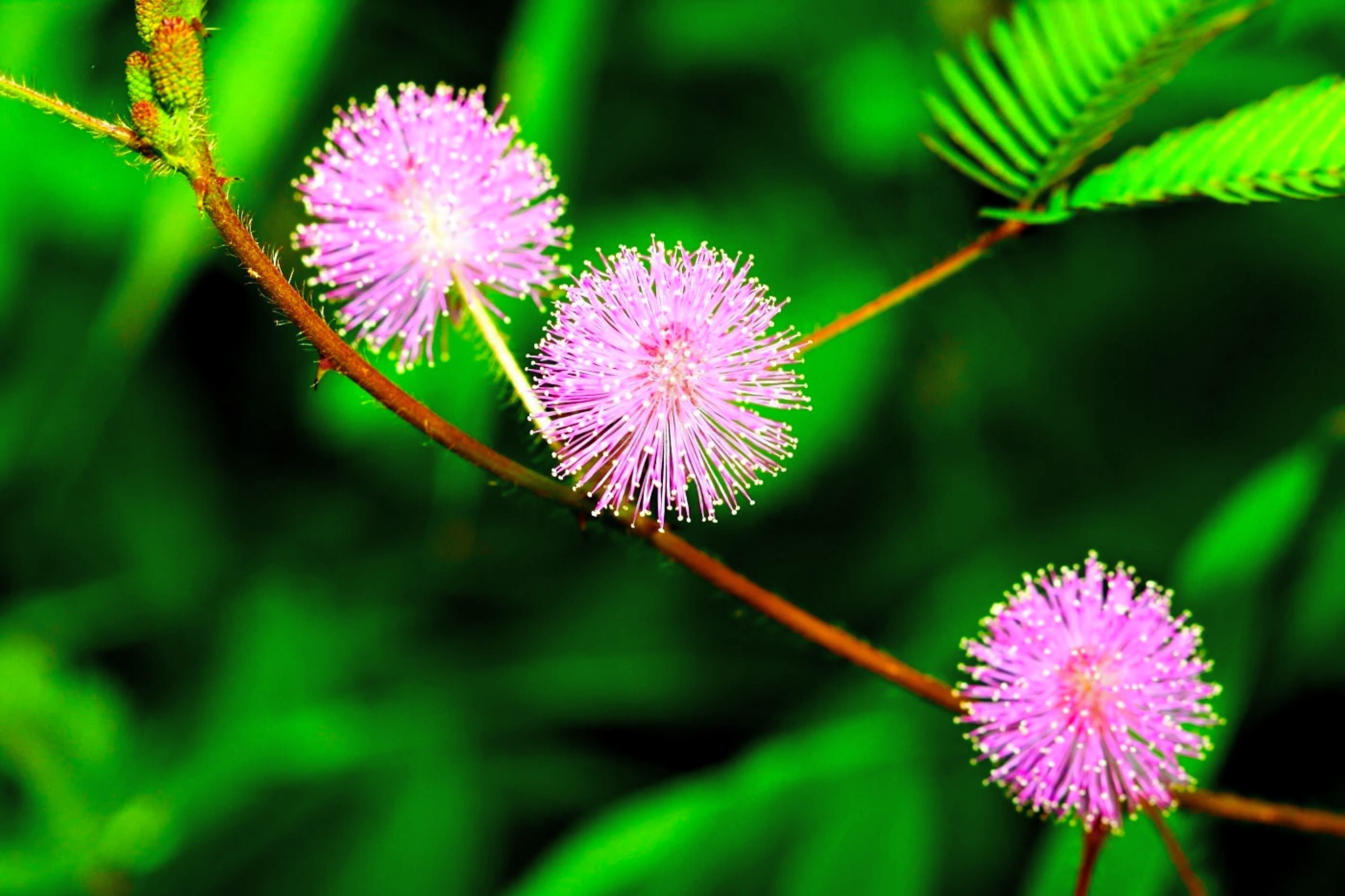 Sensitive Plant Seeds | Mimosa Pudica Touch Me Not Nastic Movement Garden Seeds for Indoor & Outdoor Gardening
