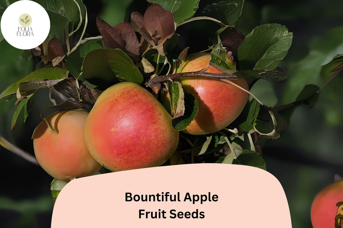 25+ Bountiful Apple Seeds – Malus domestica Heirloom Fruit Tree Seeds for Home Orchards and Backyard Gardens