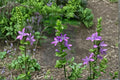 Venus’ Looking Glass Seeds – Triodanis perfoliata Native Wildflower, Early Blooming Violet-Blue Flowers, 1000 Seeds