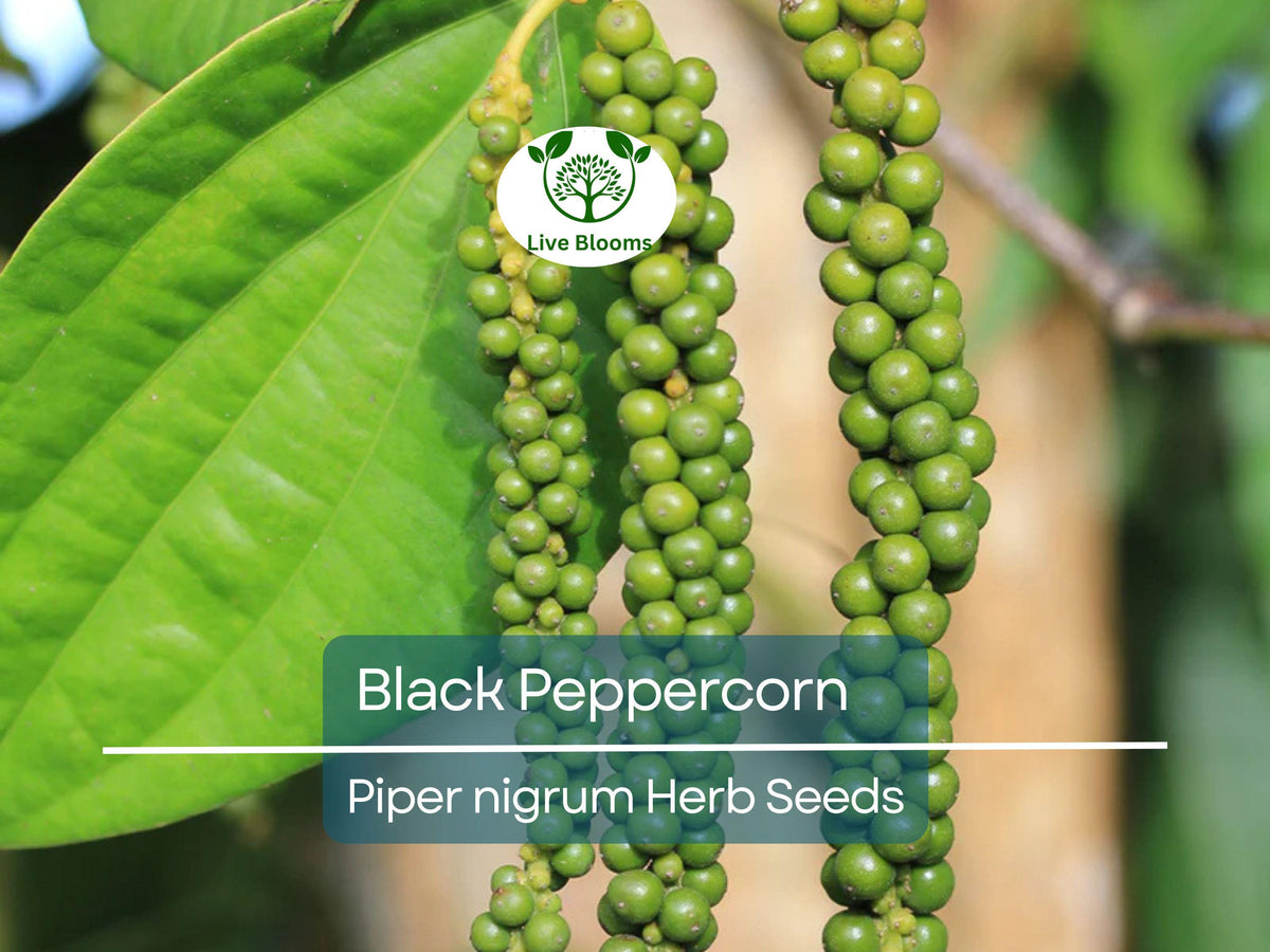 Black Pepper Seeds, Piper nigrum, Spice Vine for Indoor Garden, Cooking & Aromatic Herb, Garden Starter, Fresh Peppercorns