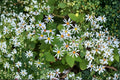 Big-leaved Aster Seeds | Native Woodland Wildflower for Pollinator Gardens | Eurybia macrophylla | Shade-Loving Perennial
