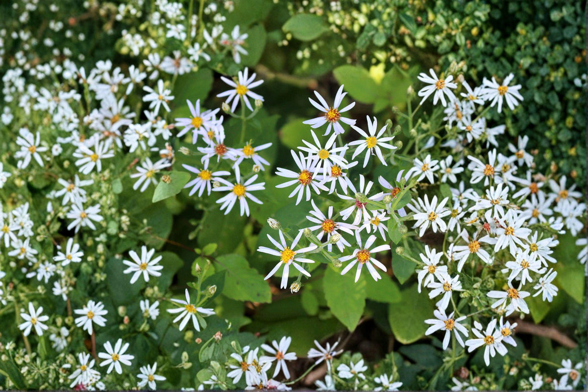 Big-leaved Aster Seeds | Native Woodland Wildflower for Pollinator Gardens | Eurybia macrophylla | Shade-Loving Perennial