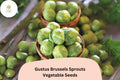Gustus Brussels Sprouts Seeds – Bulk Pack of 500+ | Brassica oleracea var. gemmifera | High-Yield Hybrid Vegetable Seeds