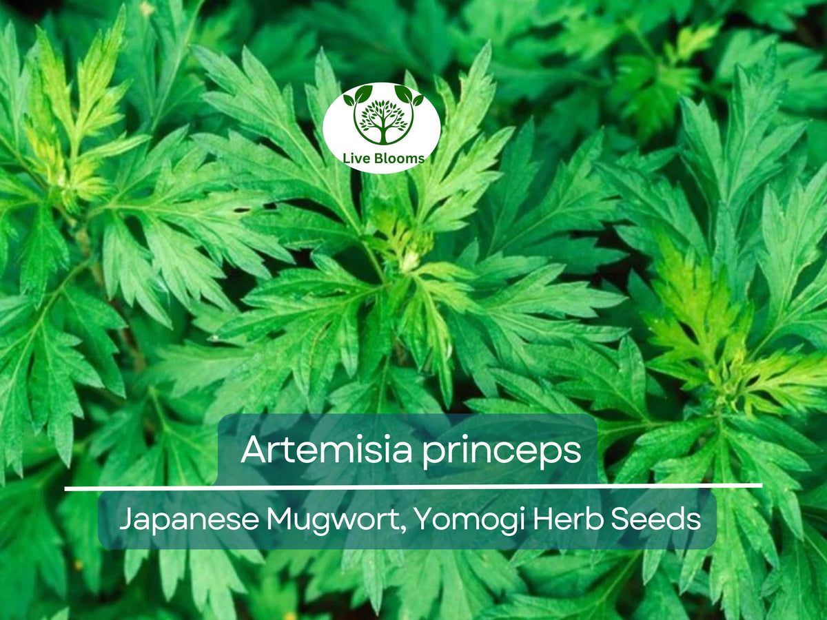 Japanese Mugwort Seeds (Artemisia princeps) Herb for Planting, Culinary & Aromatic Herb, Yomogi, Hardy Perennial, 100 Seeds