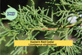 Eastern Red Cedar Sapling – 8-12 Inches – Juniperus virginiana – Native Evergreen Tree for Privacy, Windbreaks & Wildlife