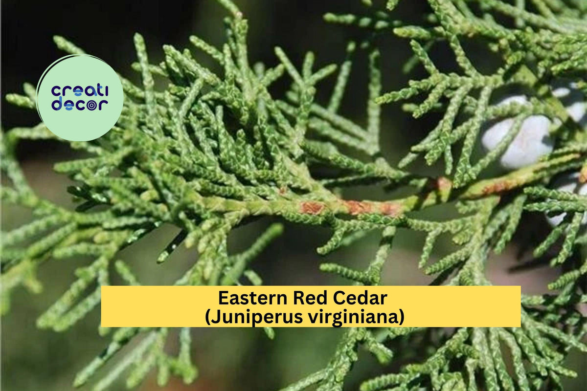Eastern Red Cedar Sapling – 8-12 Inches – Juniperus virginiana – Native Evergreen Tree for Privacy, Windbreaks & Wildlife