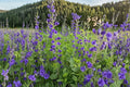 Blue Wild Indigo Seeds | Native Perennial Wildflower | Baptisia australis | 15 Seeds for Garden, Prairie, Border