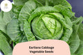 500+ Earliana Cabbage Seeds | Heirloom Brassica oleracea, Early-Maturing, Green Compact Heads, Bulk Garden Vegetable Seeds