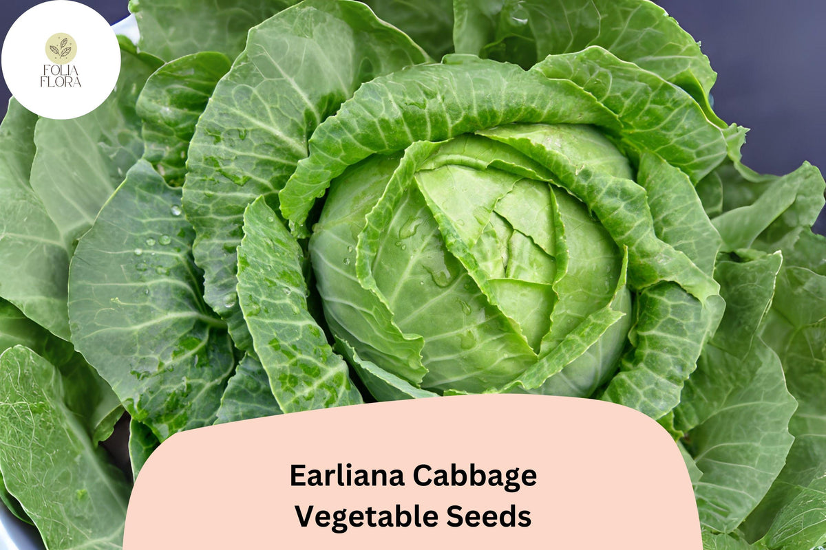 500+ Earliana Cabbage Seeds | Heirloom Brassica oleracea, Early-Maturing, Green Compact Heads, Bulk Garden Vegetable Seeds