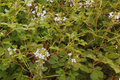Wild Spider Flower Seeds - Cleome Gynandra, Thai Cleome, PhakSian Variety, Non-GMO, Pollinator-Friendly, Full Sun, 3-4 ft