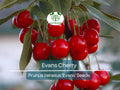 Evans Cherry Tree Seeds, Prunus cerasus 'Evans', Tart & Sweet Edible Fruit, Cold-Hardy, Self-Pollinating, Fast-Growing, Garden & Container Plant