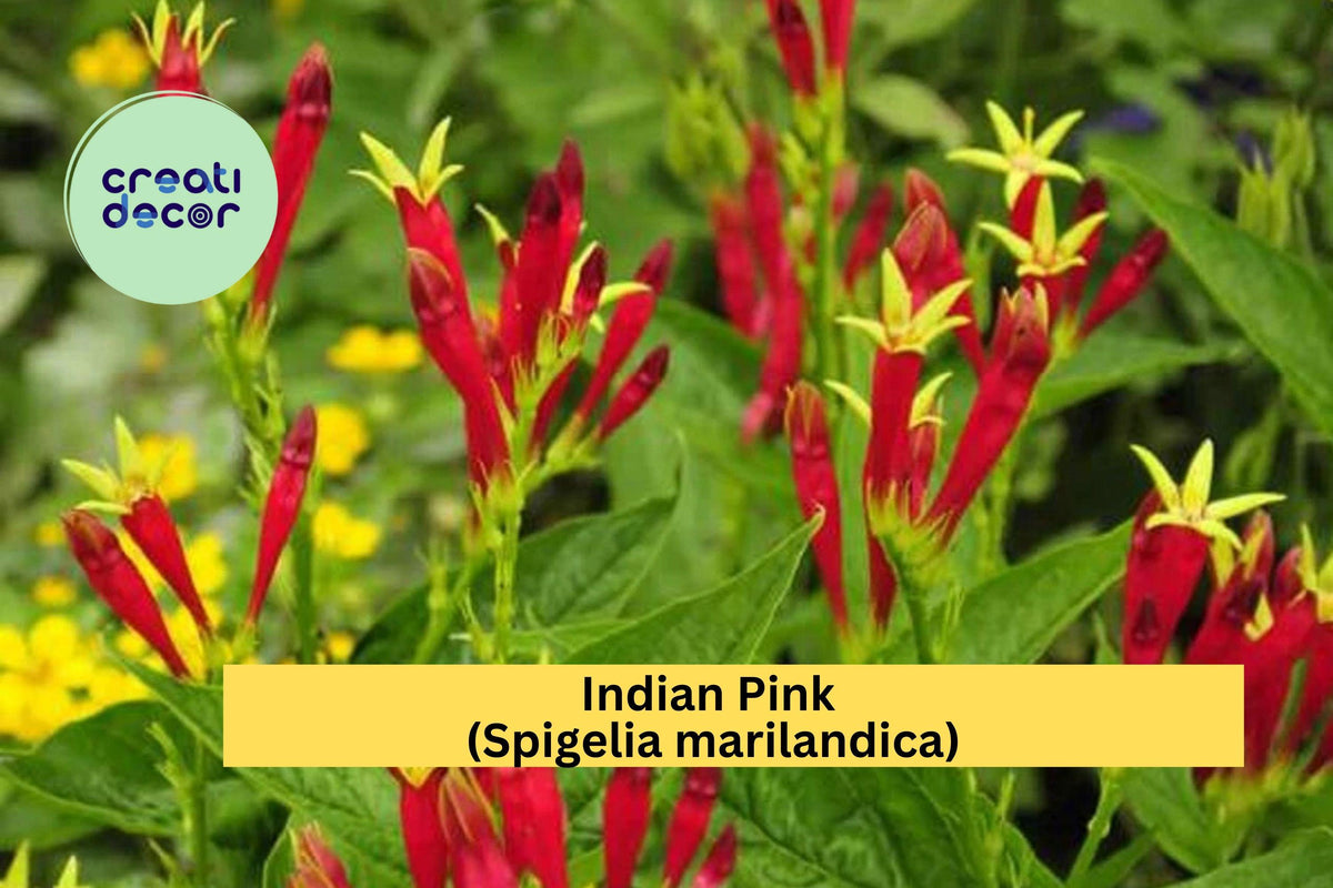 Indian Pink Plant Bare Root Perennial | Spigelia marilandica | Red Tubular Flowers for Pollinator Gardens