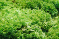 Green Ice Leaf Lettuce Seeds | Non-GMO, Leaf Lettuce, Lactuca sativa, Cool Weather, Salad Greens