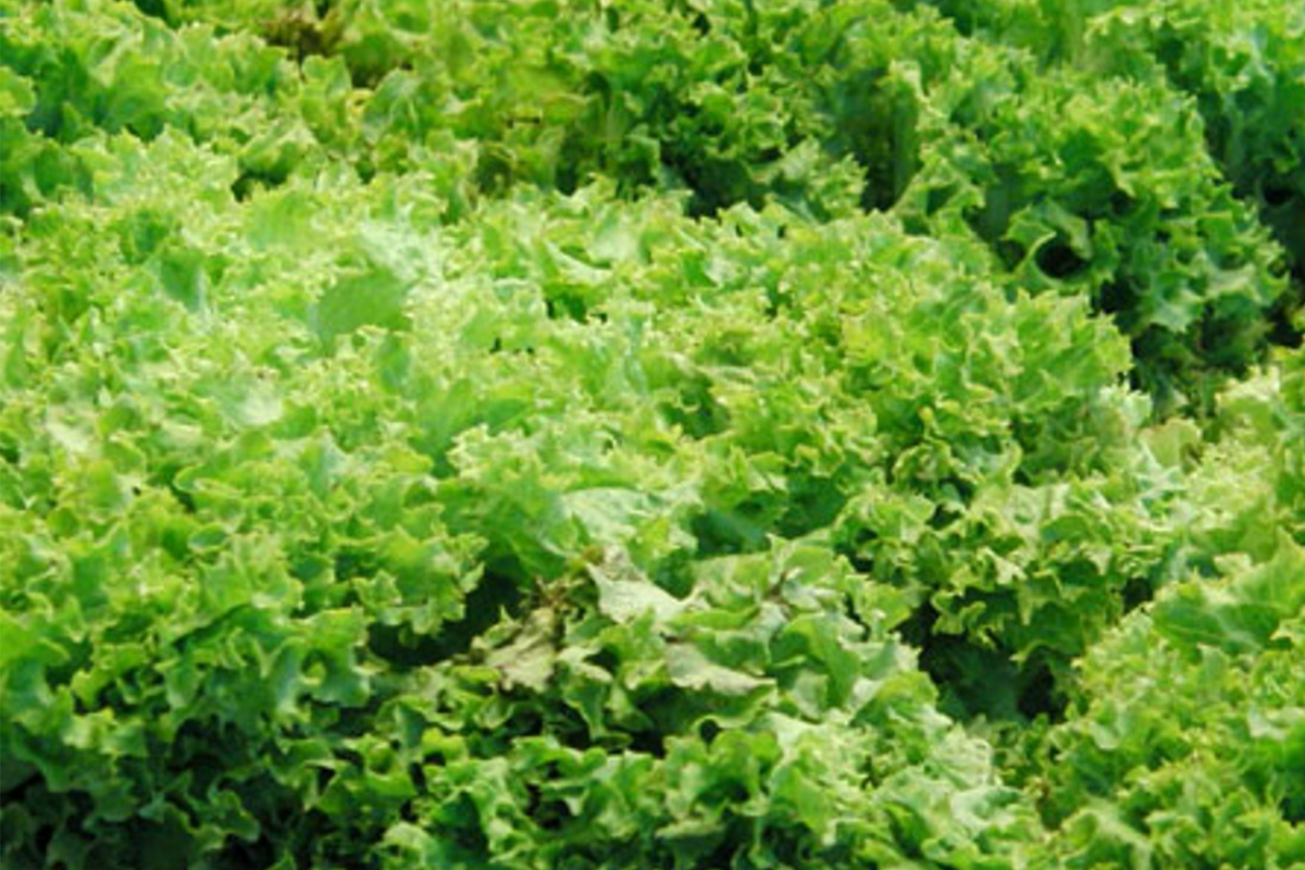 Green Ice Leaf Lettuce Seeds | Non-GMO, Leaf Lettuce, Lactuca sativa, Cool Weather, Salad Greens