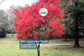 Red Japanese Maple Tree Seeds – Acer palmatum, Ornamental Bonsai, Fall Foliage, Cold Hardy, Fast-Growing Landscape Tree